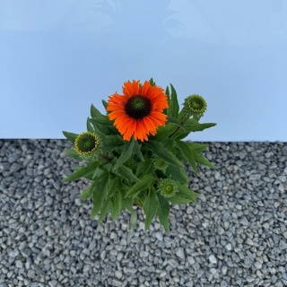 Jeżówka Sunseekers Mineola 3L