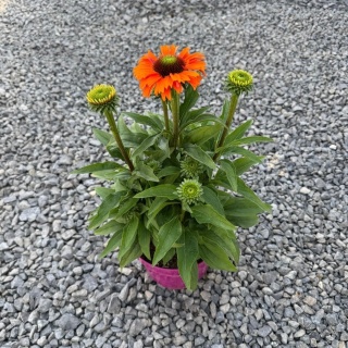 Jeżówka Sunseekers Mineola 3L