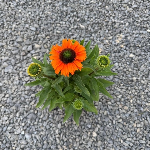 Jeżówka Sunseekers Mineola 3L