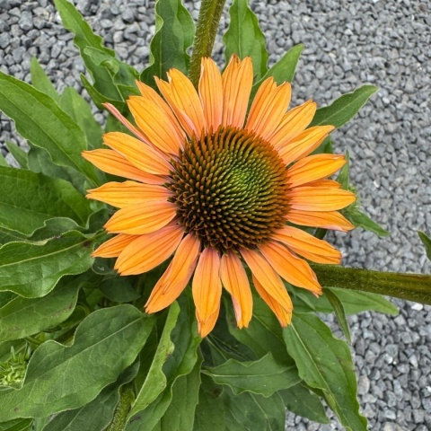 Jeżówka Sunseekers Pumpkin Pie 3L