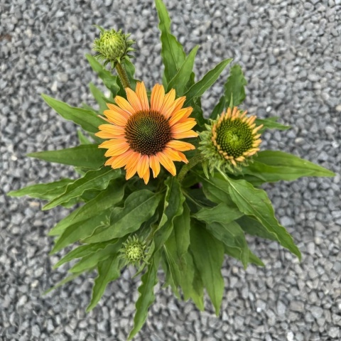 Jeżówka Sunseekers Pumpkin Pie 3L