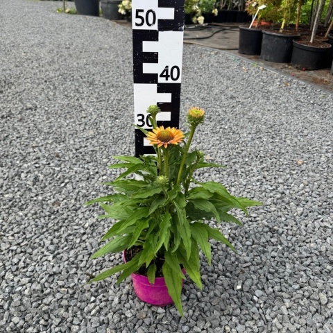 Jeżówka Sunseekers Pumpkin Pie 3L