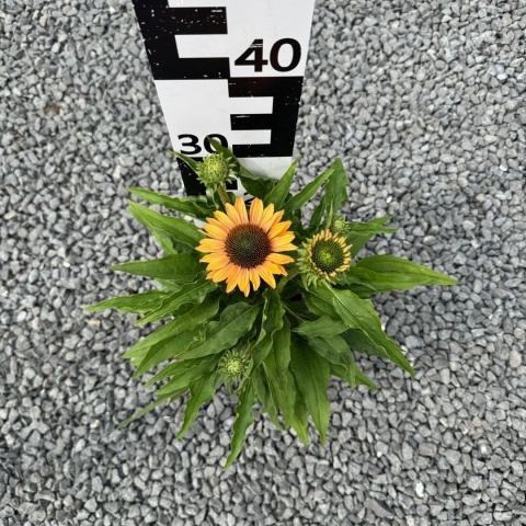 Jeżówka Sunseekers Pumpkin Pie 3L