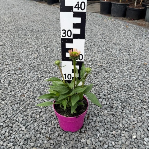 Jeżówka Sunseekers Rainbow 3L