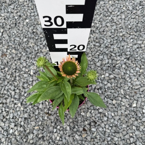 Jeżówka Sunseekers Rainbow 3L