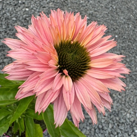 Jeżówka Sunseekers Salmon 3L