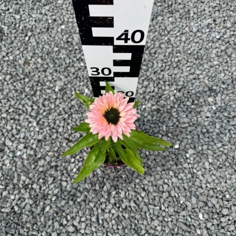 Jeżówka Sunseekers Salmon 3L