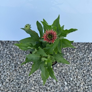 Jeżówka Sunseekers Sweet Fuchsia 3L