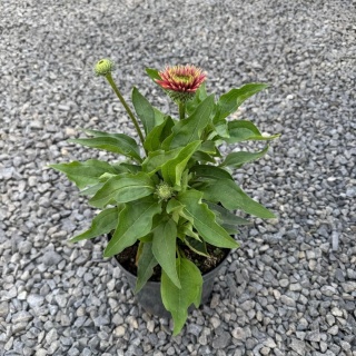 Jeżówka Sunseekers Sweet Fuchsia 3L