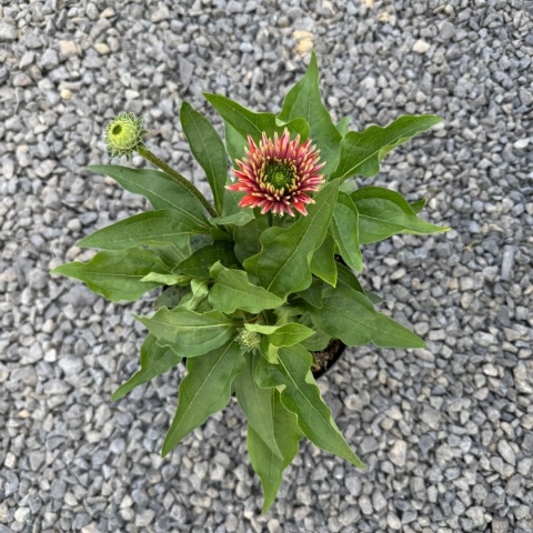 Jeżówka Sunseekers Sweet Fuchsia 3L