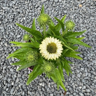 Jeżówka Sunseekers White Perfection 3L