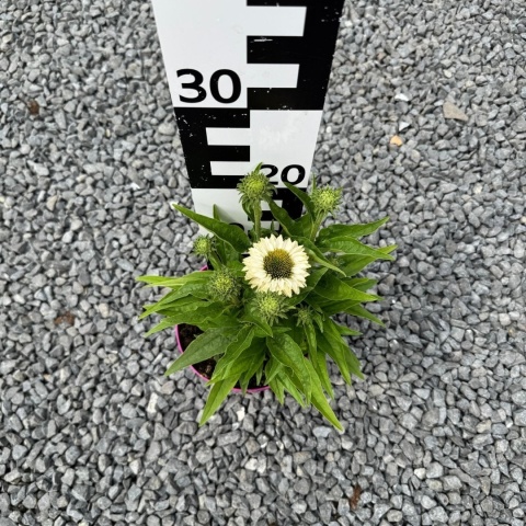 Jeżówka Sunseekers White Perfection 3L