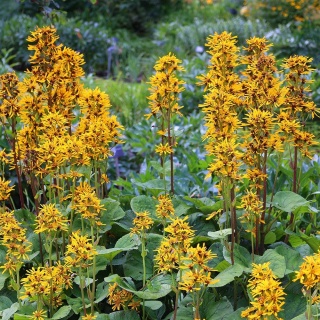 Języczka pomarańczowa 2L