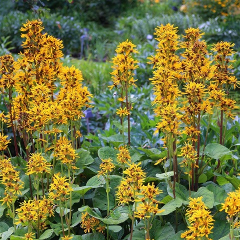 Języczka pomarańczowa 2L