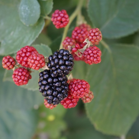 Jeżyna bezkolcowa Black Satin 2L