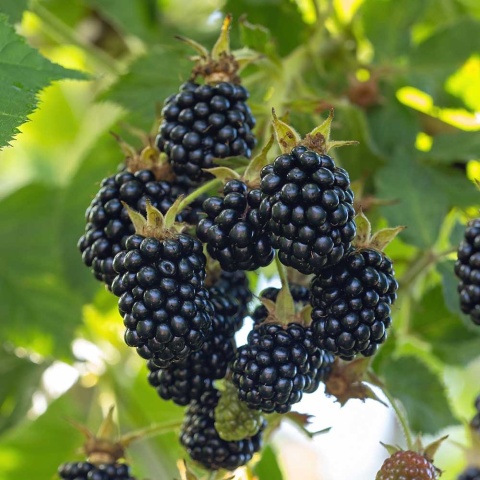 Jeżyna bezkolcowa Orkan 3L