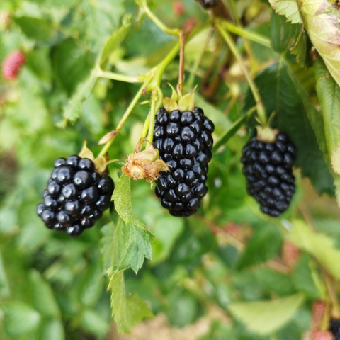 Jeżyna bezkolcowa Thornfree 3L