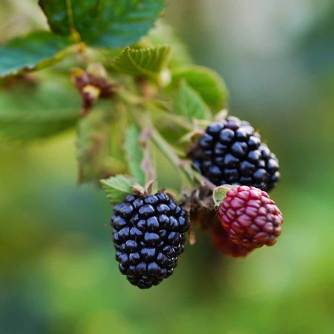 Jeżyna bezkolcowa Thornfree 3L