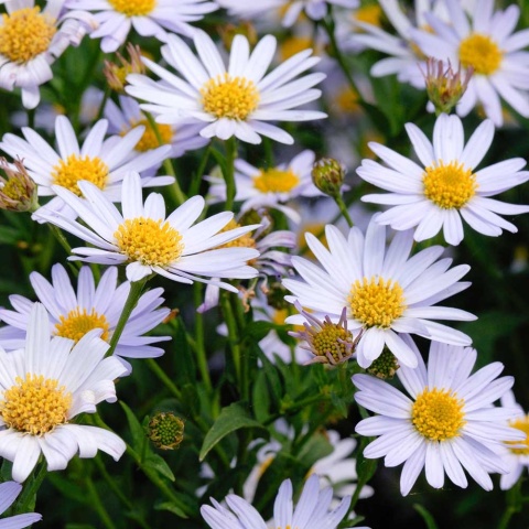 Kalimeris wciętolistna Blue Star P11(1L)