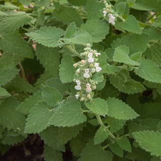 Kocimiętka Faassena Alba P11(1L)