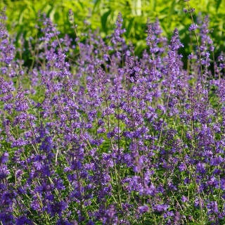 Kocimiętka Faassena Cats Pajamas P11(1L)