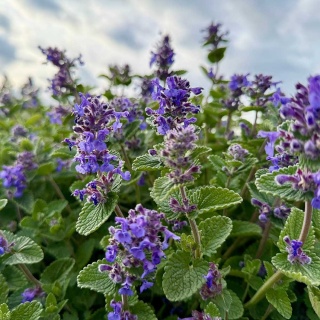 Kocimiętka Faassena Grog P11(1L)