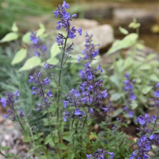 Kocimiętka Faassena Kit Cat P11(1L)