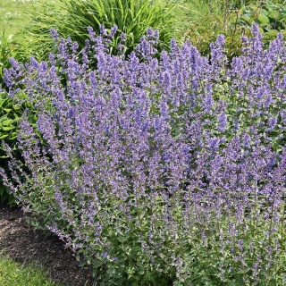 Kocimiętka Faassena P11(1L)