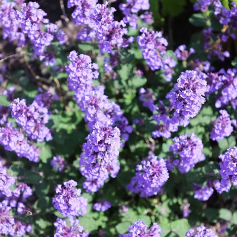 Kocimiętka Grol 1L(P11)