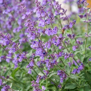 Kocimiętka Picture Purrfect 1,5L