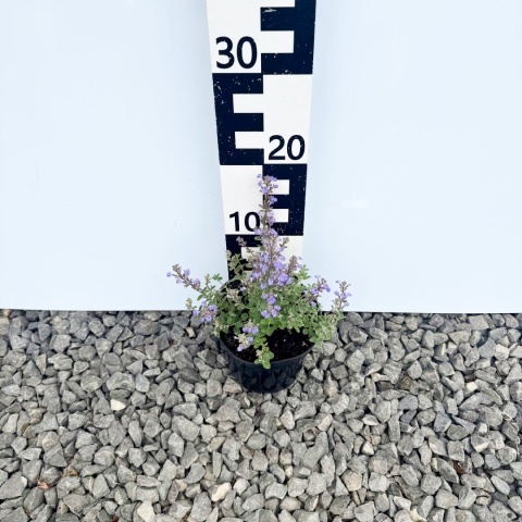 Kocimiętka Purrsian Blue 1,5L