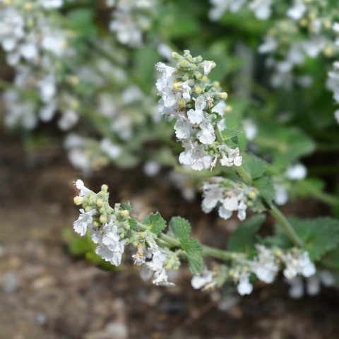 Kocimiętka Snow Flake 1L