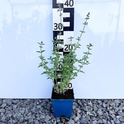 Kocimiętka Walkers Low P11(1L)