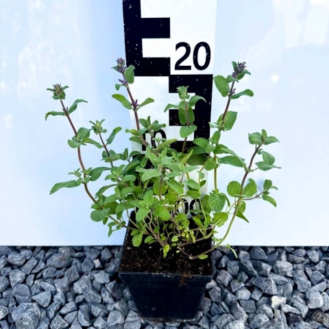 Kocimiętka groniasta Grog P11 (1L)