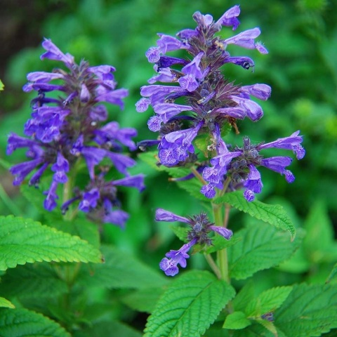 Kocimiętka kubańska Neptune 1,5L