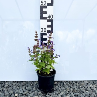 Kocimiętka kubańska Neptune 1,5L