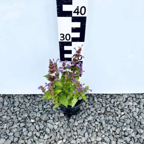 Kocimiętka kubańska Neptune 1,5L