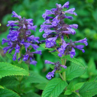 Kocimiętka kubańska Neptune P11(1L)