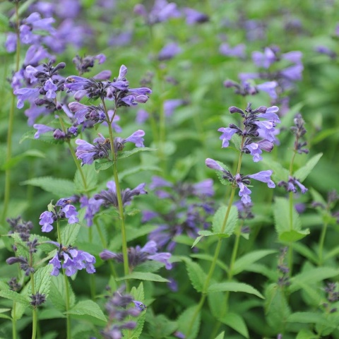 Kocimiętka mieszańcowa Weinhem Big Blue 1,5L