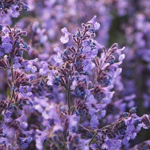 Kocimiętka wielkokwiatowa Summer Magic PBR P11(1L)