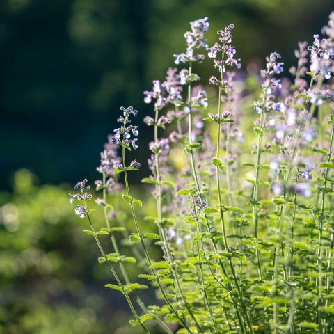 Kocimiętka właściwa P9(0,5L)