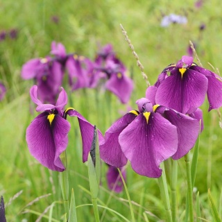 Kosaciec japoński P11(1L)