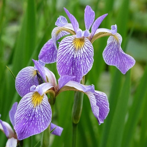 Kosaciec różnobarwny P9(0,5L)