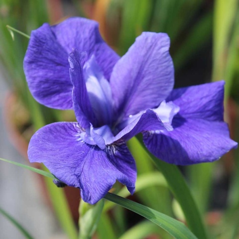 Kosaciec syberyjski Blue Moon P11(1L)