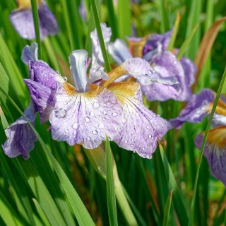 Kosaciec syberyjski Dance Ballerina Dance P11(1L)