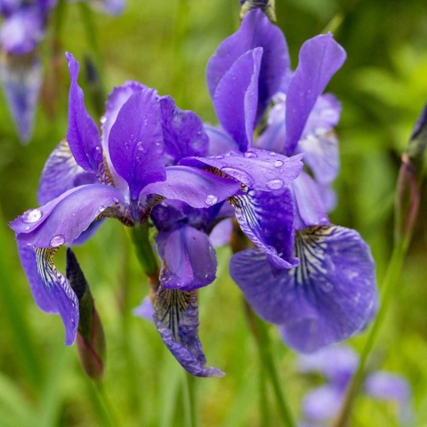 Kosaciec syberyjski Ruffleds Welvet P11(1L)