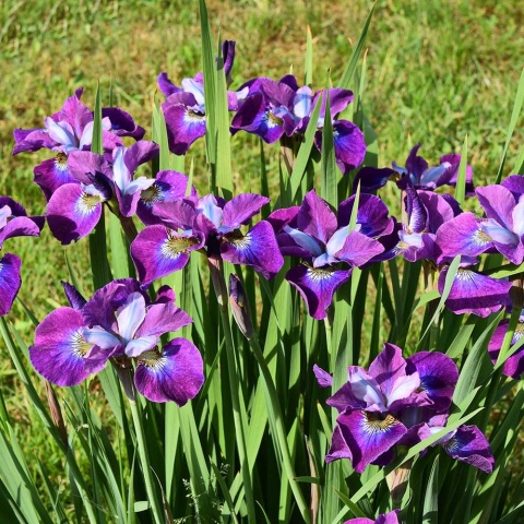 Kosaciec syberyjski Temper Trantrum P11(1L)