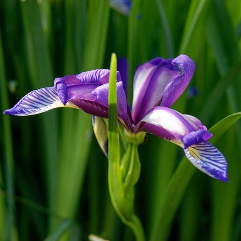 Kosaciec trawolistny P11(1L)