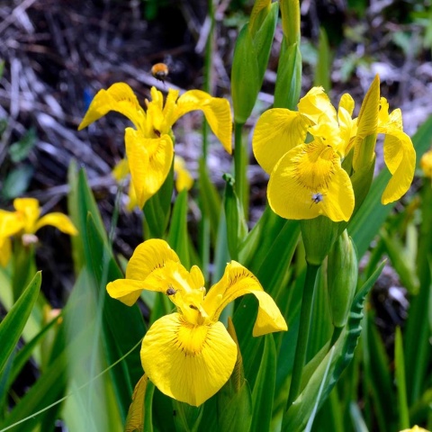 Kosaciec żółty P9(0,5L)