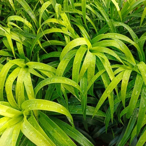 Kosmatka olbrzymia 3L